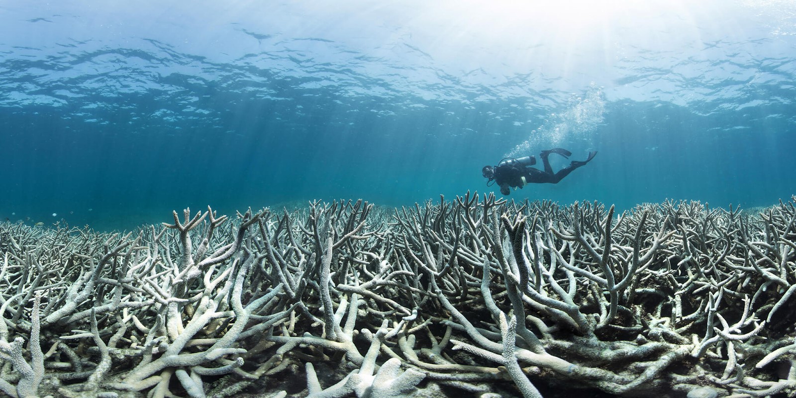Coral bleaching a Heron Island, February 2016