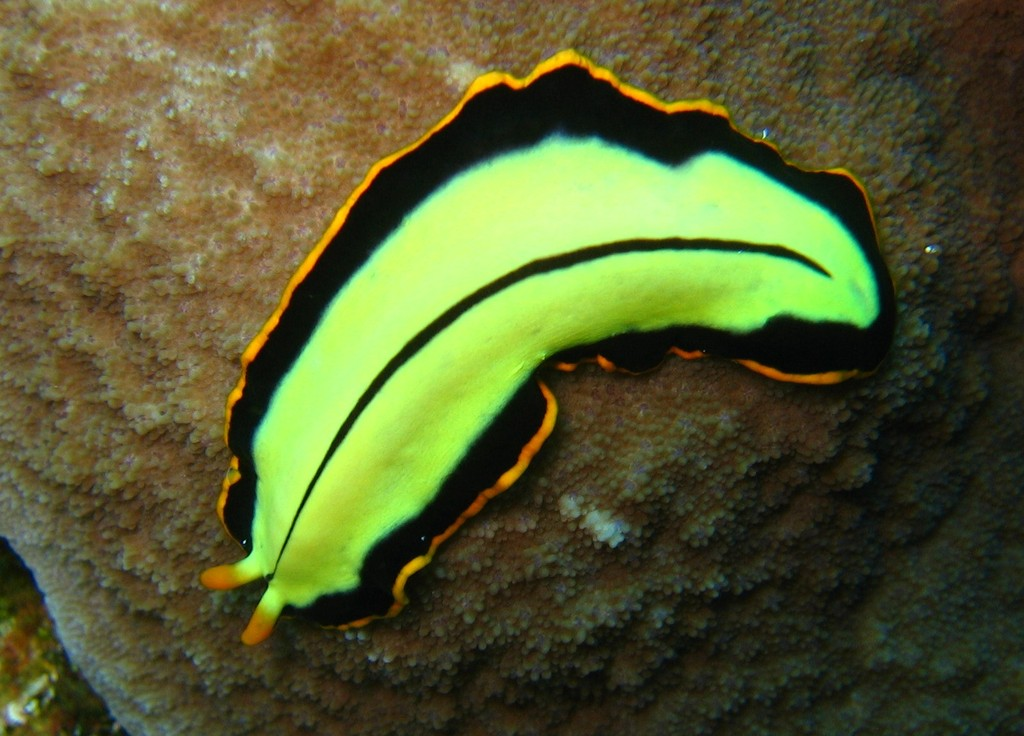 Flatworm
