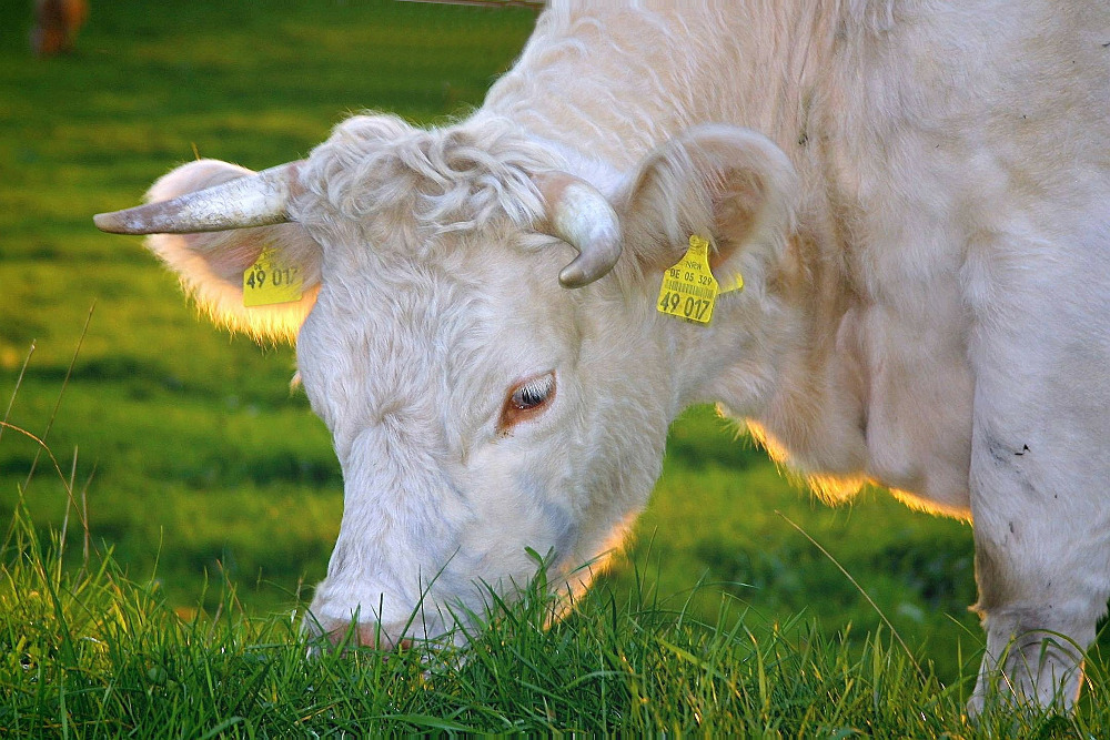 Cow grazing on grass