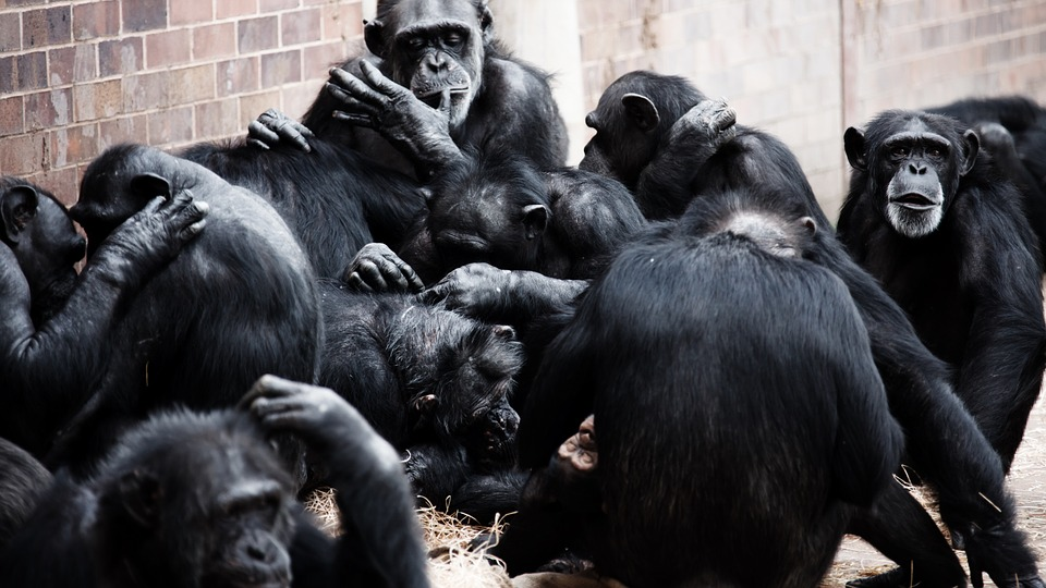 Group of chimpanzees