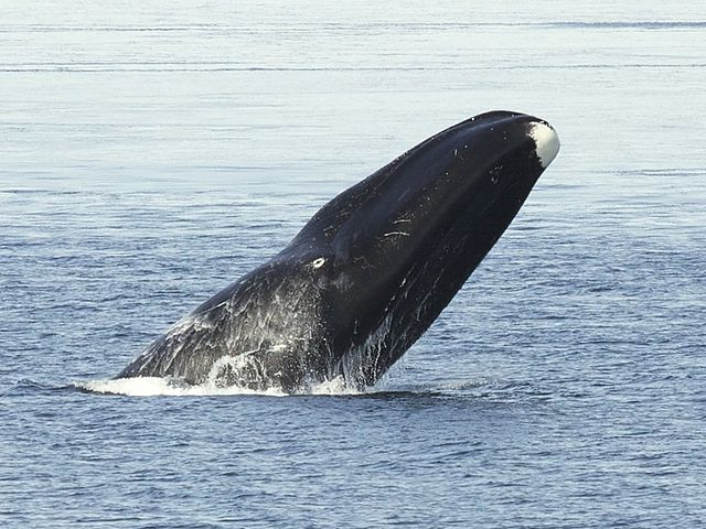Bowhead Whales can live to over 200 years old.