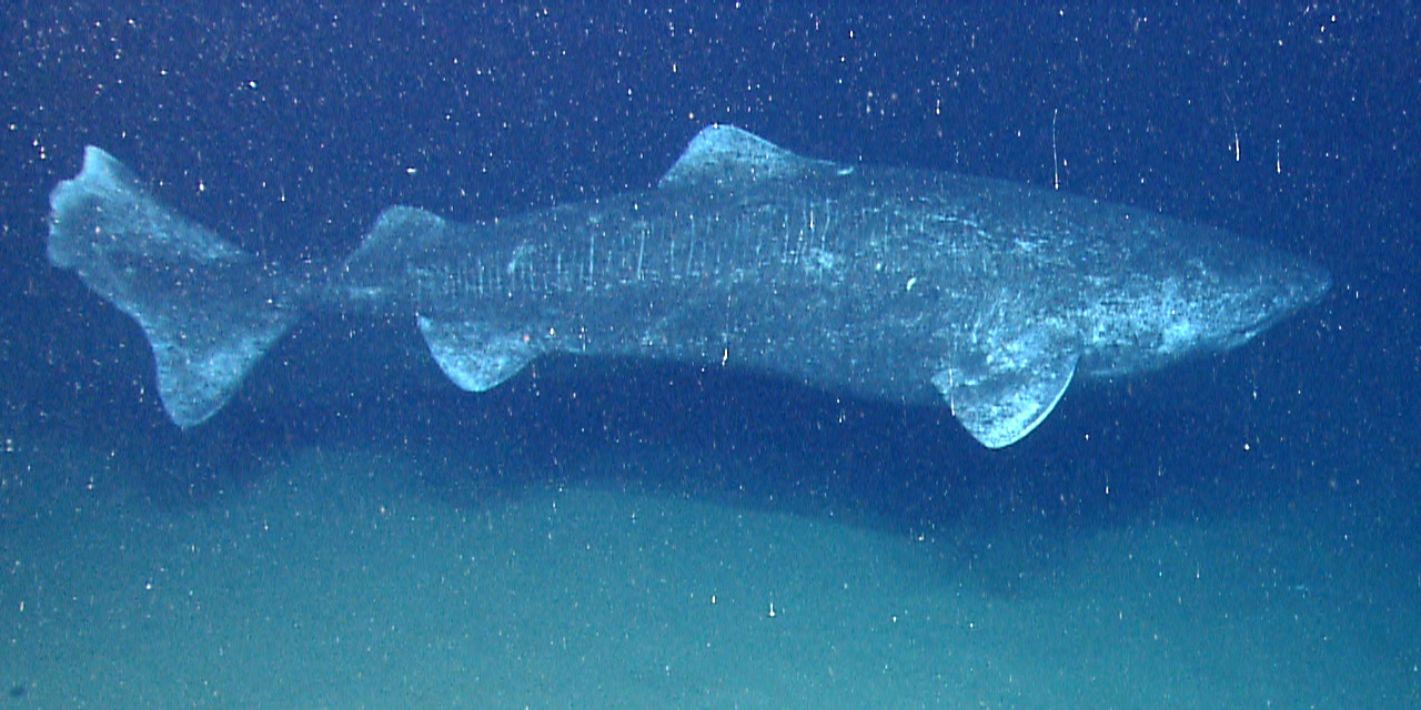 A Greenland shark