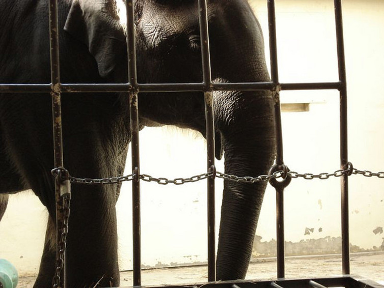 Elephant with cage in foreground