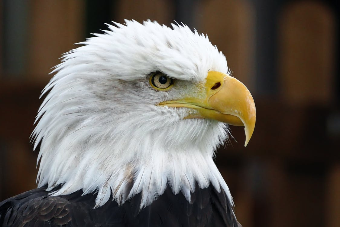 Close-up of American Eagle head