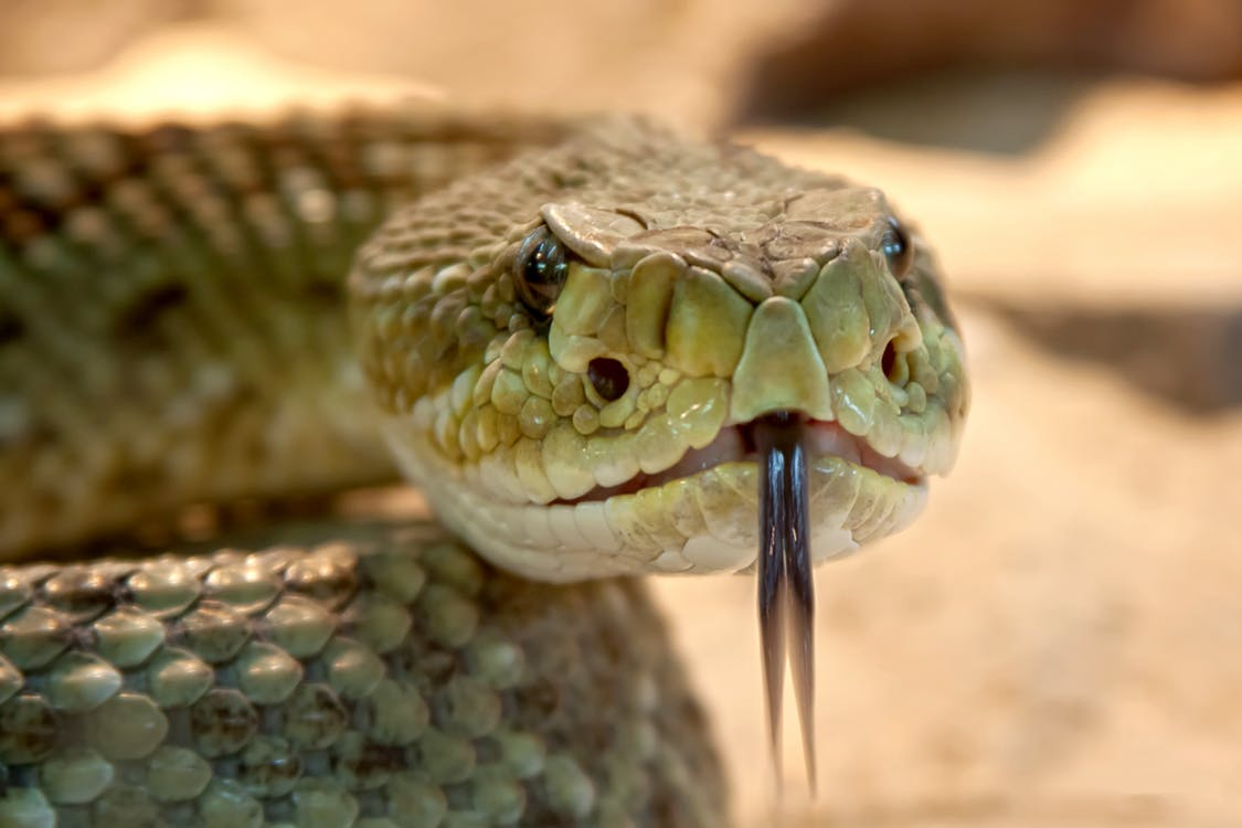 Close up of rattlesnake head
