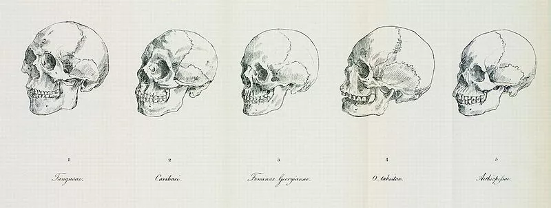 skulls